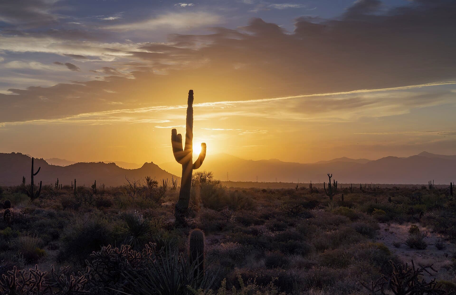 The sun rising behind a saguaro cactus in the desert outside Phoenix